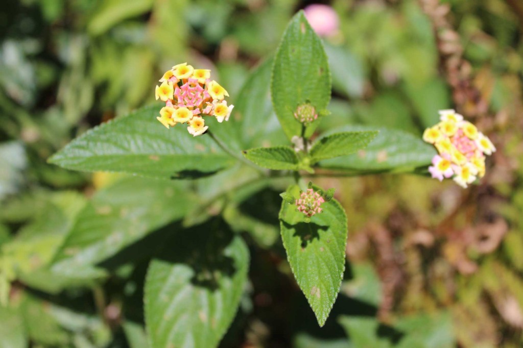 Lantana camara