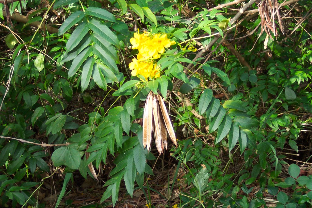 Yellow Bells (Tecoma stans)