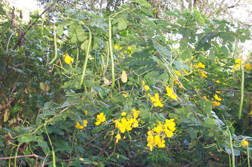 Senna pendula - flowers and pods