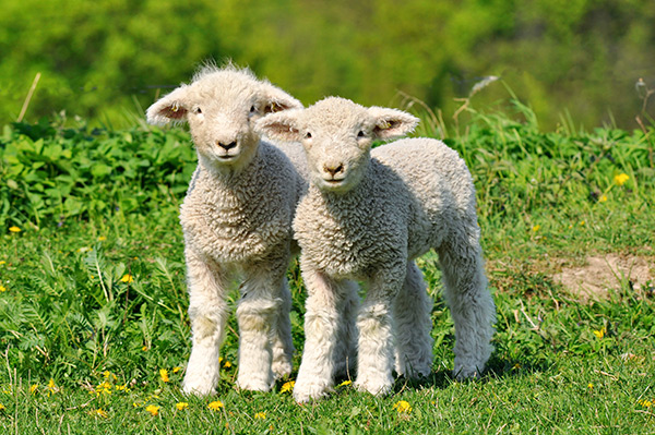 Baby-Sheep