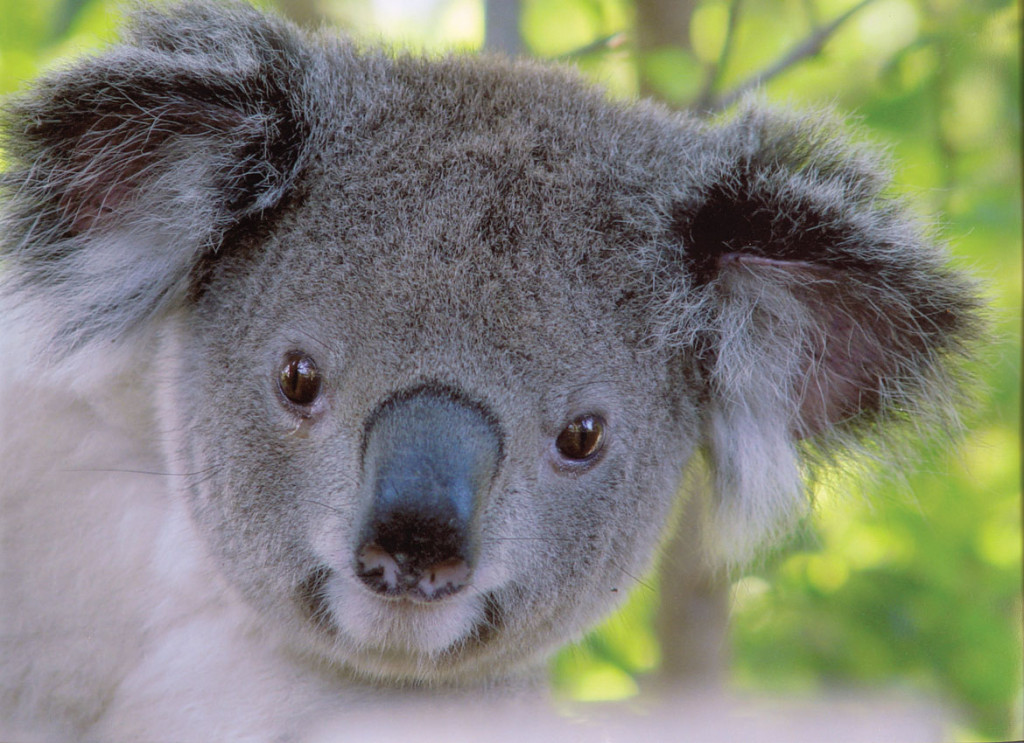 koala 10 SMALL