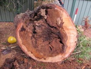 tree-3