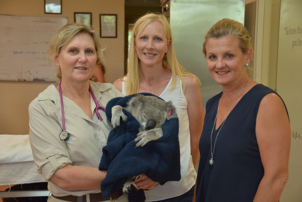 koala1