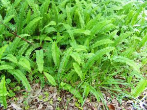 Fishbone Fern