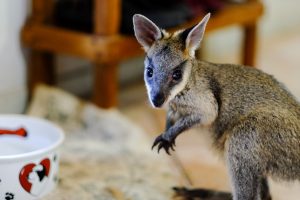 Jack is an orphaned swamp wallaby joey currently in the care of Bev Grant