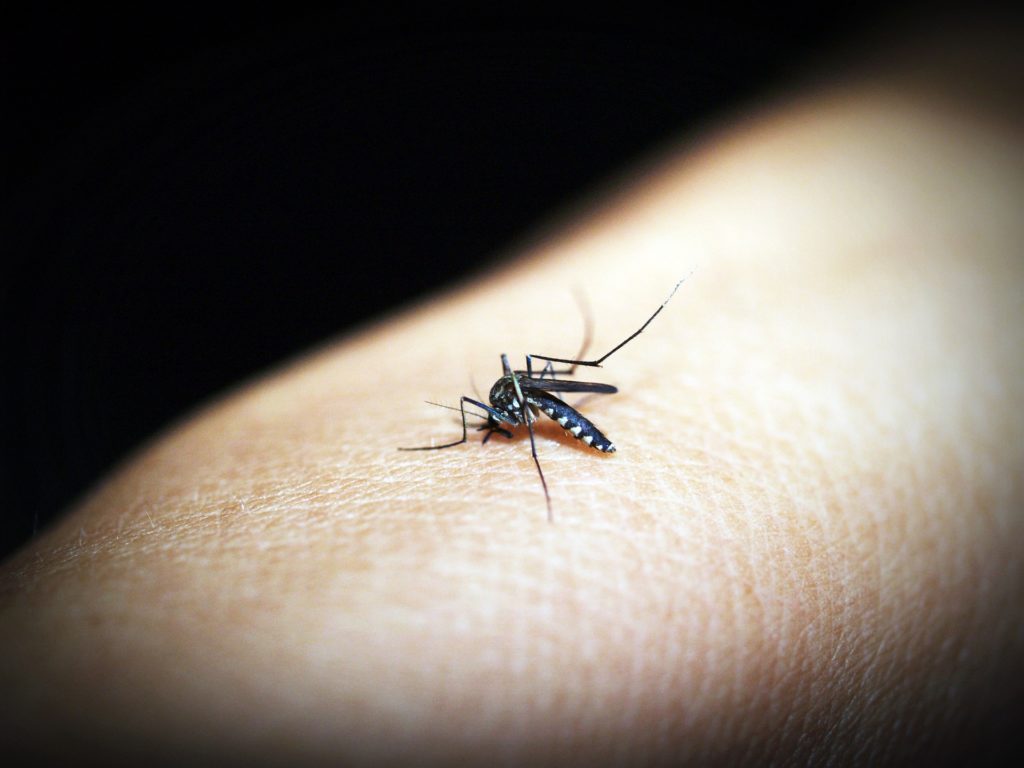 mosquito-1548946_1920