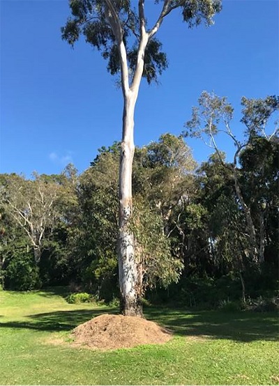 grass clippings put our veteran trees at risk