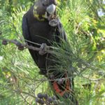 Glossy Black-Cockatoo