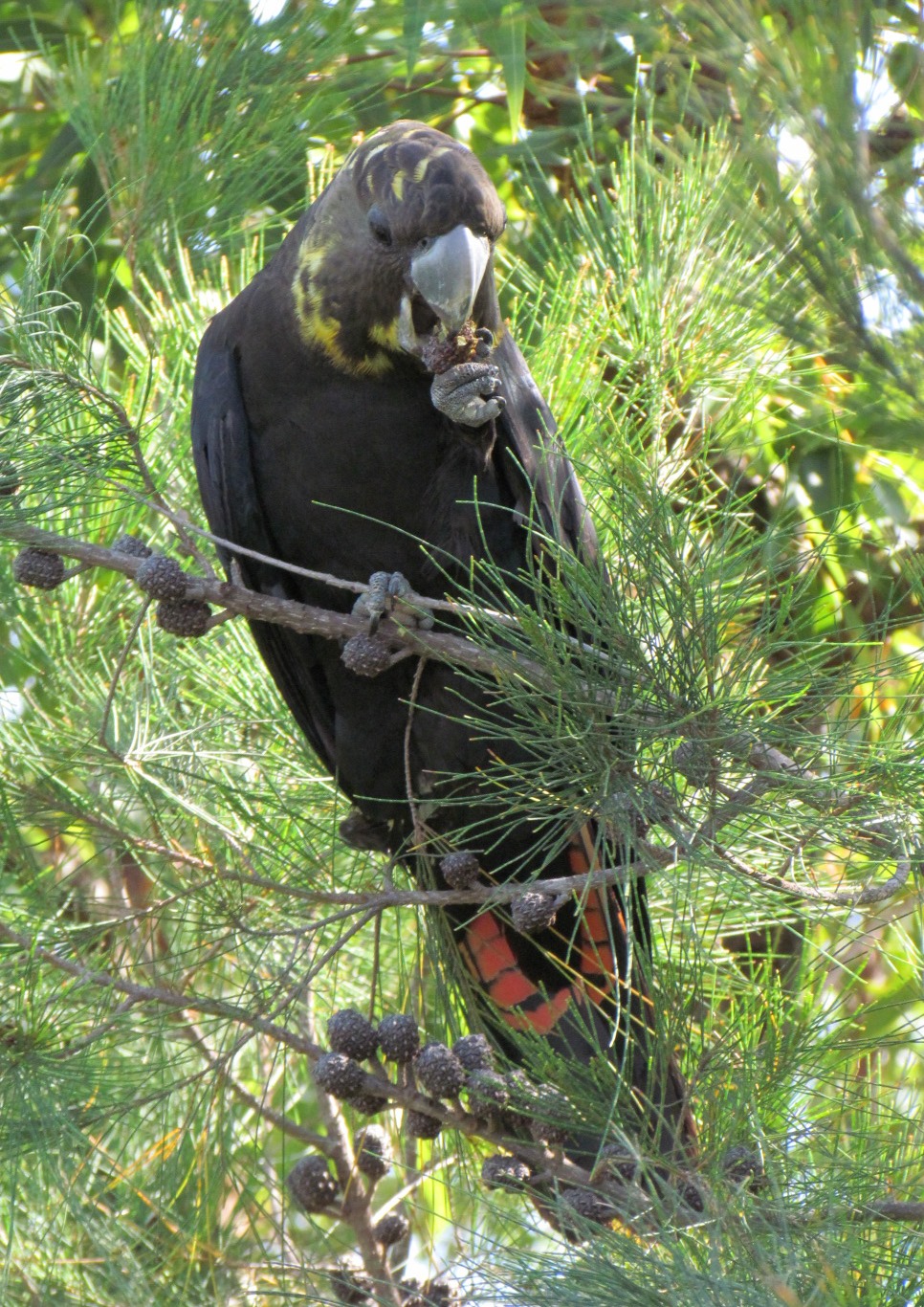 Help count the glossy blackcockatoo Redland City Council News